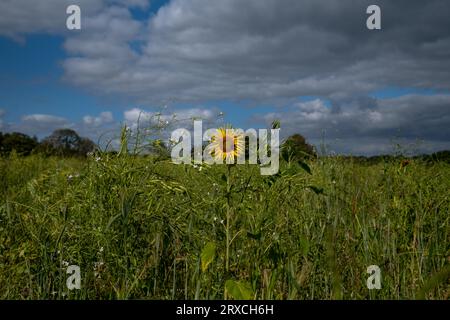 Ein Teil eines Bauernfeldes in Hampshire England wurde der Wiederbewilderung überlassen, mit Sonnenblumen und Wildblumen wachsen Stockfoto