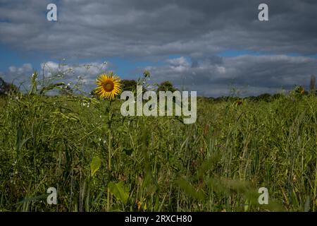 Ein Teil eines Bauernfeldes in Hampshire England wurde der Wiederbewilderung überlassen, mit Sonnenblumen und Wildblumen wachsen Stockfoto