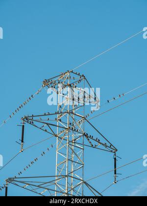 Vögel, die auf einer Stromleitung sitzen Stockfoto