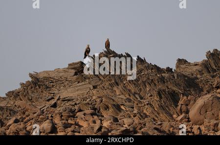 Schwarze Drachenvögel (Milvus migrans) stehen auf einem Gipfel des Berges Stockfoto