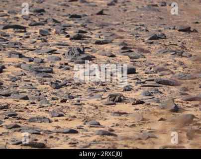 Großvogel (Alaemon alaudipes) in der Wüste bei Assuan, Ägypten Stockfoto