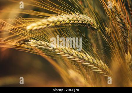 Reifeohr von Weichweizen im Feld, selektiver Fokus Stockfoto