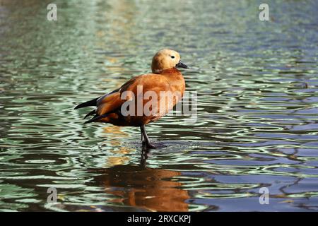 Auf der Wasseroberfläche stehende Stauducke (Tadorna ferruginea). Männliche Rote Ente an einer Seeküste Stockfoto