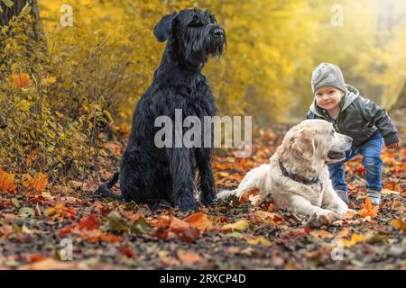 Porträt des niedlichen kleinen Jungen, der von Golden Retriever Dog und Big Black Schnauzer Dog im Herbstpark posiert. Horizontal. Stockfoto