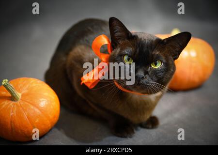 Burmesische Katze in orangefarbenem Band und Kürbissen an Halloween, Porträt der braunen Burma Katze, süßes Haustier auf Halloween Party auf grauem Studiohintergrund. Hallowen, Stockfoto