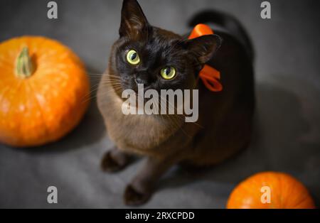 Burma Katze und Kürbisse auf Halloween-Party, Porträt der braunen burmesischen Katze, süßes Haustier mit Halloween-Band auf grauem Studiohintergrund. Hallowen, Tier, Stockfoto