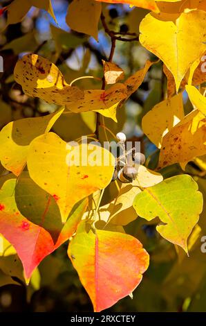 Chinesischer Talg (Triadica sebifera) ist im Herbst, 23. November 2012, auf Dauphin Island, Alabama, abgebildet. Chinesischer Talg wird auch Popcorn-Baum genannt. Stockfoto