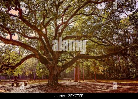 Eine massive Eiche ist am Cadillac Square, 23. November 2012 auf Dauphin Island, Alabama, abgebildet. Stockfoto