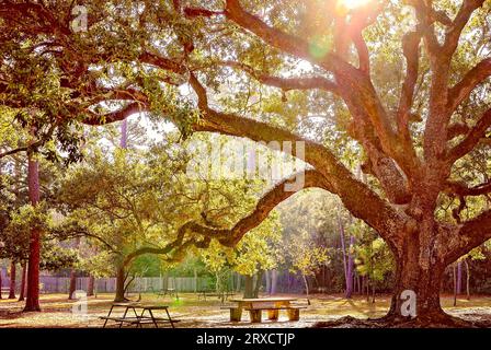 Lebende Eichen sind am Cadillac Square, 23. November 2012, in Dauphin Island, Alabama, zu sehen. Stockfoto