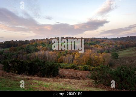 Blick auf den Ashdown Forest im Herbst, East Sussex, England Stockfoto