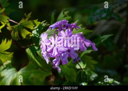 Früher Tau auf rosa Phlox-Blüten in einem Garten Stockfoto
