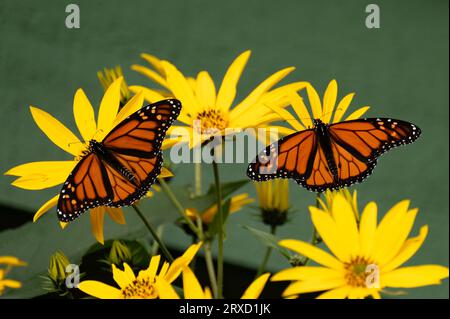 Zwei Monarchschmetterlinge, Danaus plexippus, ernähren sich von gelben Jerusalem-Artischocken, Helianthus tuberosus Blüten in einem Garten. Stockfoto