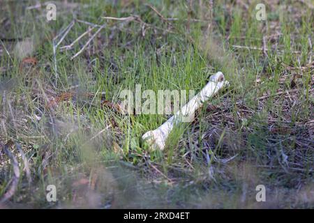 Knochen eines großen Weißschwanzhirsches (Odocoileus virginianus), sauber gepflückt und auf Gras liegend Stockfoto