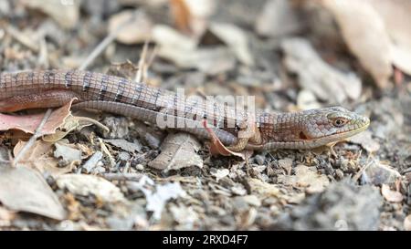 Erwachsener California Alligator Lizard, der sich auf dem Weg sonnt. Santa Clara County, Kalifornien, USA. Stockfoto