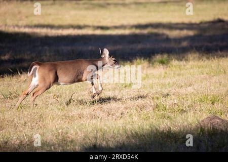 Junge Weißschwanzhirsche (Odocoileus virginianus) laufen durch eine Wiese Stockfoto