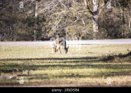 Junge Weißschwanzhirsche (Odocoileus virginianus), die sich in der Nähe eines Feuerhydranten ernähren Stockfoto