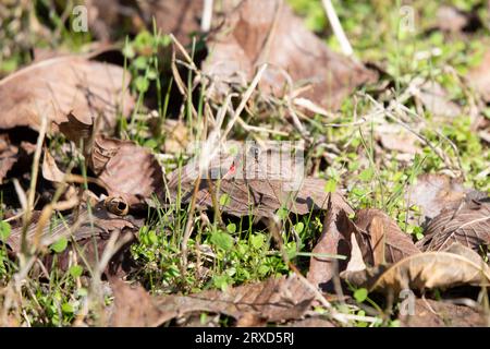 Blaugesichtige Meadowhawk-Libelle (Sympetrum ambiguum), gedankenvoll auf einem Blattstiel thront Stockfoto