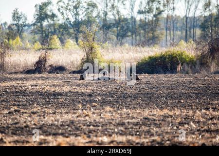 Drei truthahngeier (Cathartes aura), die um die verfallende Leiche eines toten Louisiana-Schwarzbären (Ursus americanus) stehen, während ein vierter darauf steht Stockfoto