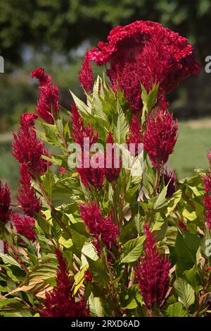 Amaranth wird in Südamerika als Blattgemüse, Getreide und Zierpflanzen angebaut. Amaranth-Samen sind reich an Proteinen und Aminosäuren. Stockfoto