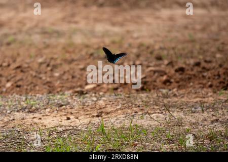 Rot-violetter Schmetterling (Limenitis arthemis), auch bekannt als weißer Admiral-Schmetterling, der tief in den Boden fliegt Stockfoto