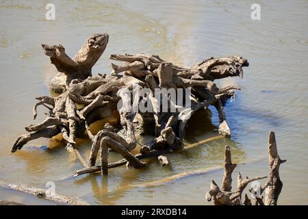 Das große Wurzelsystem eines roten Gummibaums „Eucalyptus camaldulensis“ im Murray River, der Schutz und Lebensraum für Fische bietet Stockfoto