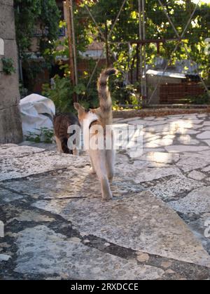 Mutterkatze mit 3 schönen Kätzchen im Dorf Xanthates, Korfu, Griechenland. Stockfoto