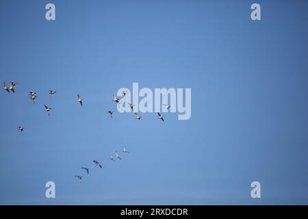 Eine Herde von 24 grüngeflügelten Enten (Anas carolinensis), die durch den blauen Himmel fliegen Stockfoto