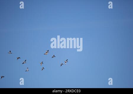 Eine Schar von zwölf grüngeflügelten Enten (Anas carolinensis), die durch einen blauen Himmel fliegen Stockfoto