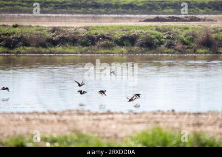 Sieben Merganserenten mit Kapuze (Lophodytes cucullatus), die aus einem Sumpf fliegen, wobei der männliche Merganser in der Mitte im Fokus steht Stockfoto