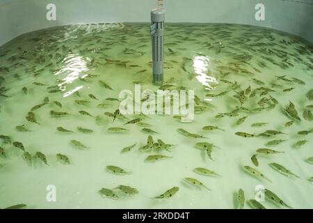 Der Pufferfisch, der im Brutbecken schwimmt, befindet sich auf einer Farm in Nordchina Stockfoto
