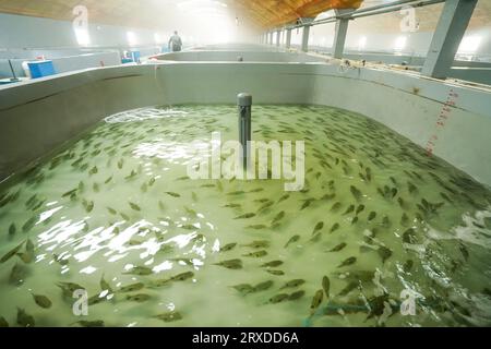 Der Pufferfisch, der im Brutbecken schwimmt, befindet sich auf einer Farm in Nordchina Stockfoto