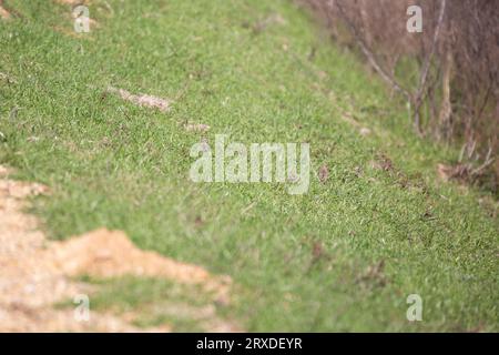 Paarung von Savannahatatatzen (Passerculus sandwichensis), die in grünem Gras thronen Stockfoto