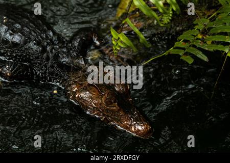 Caimans Kopf taucht an einem regnerischen Tag hinter dem Farn aus dem Wasser auf, dunkles Schlüsselbild, Kopierraum für Text Stockfoto