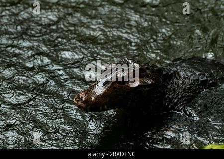 Caiman im Wasser. Der yacare-Kaiman (Caiman yacare), auch bekannt als jacare-Kaiman. Seitenansicht. Natländlicher Lebensraum. Brasilien. Stockfoto