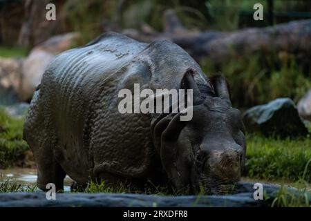 Seltene, fast ausgestorbene indische Nashörner im Zoo von Singapur während der nächtlichen Safari-Tour. Nahaufnahme des Hochformatbildes Stockfoto