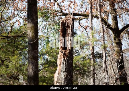 Toter und umgestürzter Baum in einem kleinen Wald Stockfoto