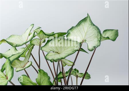 Caladium bicolor isoliert auf weißem Hintergrund. Elefantenohr, Herz Jesu oder Engelsflügel Blätter. Stockfoto