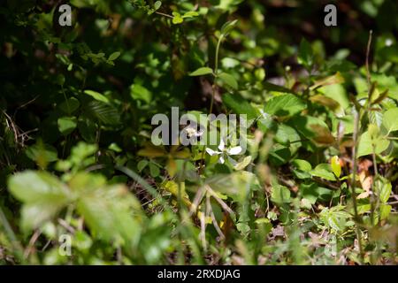 Gewöhnliche Ostummel (Bombus impatiens), die von einer Blume auf einer Sumpftaubeerpflanze fliegt (Rubus hispidus) Stockfoto