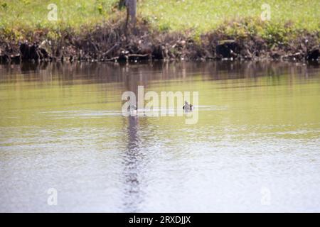 Rattenschnabel (Podilymbus podiceps) schaut vorsichtig um, während er mit einem anderen Grebe schwimmt Stockfoto