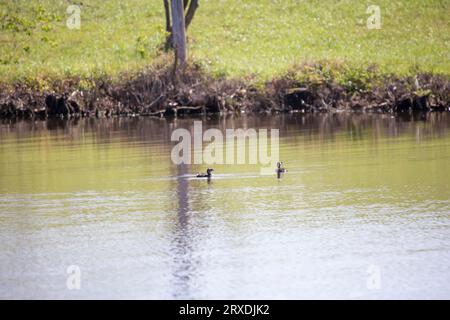 Rattenschnabel (Podilymbus podiceps) schaut vorsichtig um, während er mit einem anderen Grebe schwimmt Stockfoto