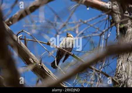 Neugierige Rotflügelblackvogel (Agelaius phoeniceus), die sich von ihrem Barsch umsieht Stockfoto