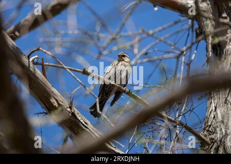 Neugierige Rotflügelblackvogel (Agelaius phoeniceus), die sich von ihrem Barsch umsieht Stockfoto