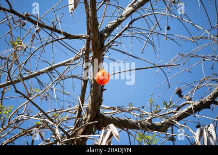 Leuchtend orangefarbener Angelpfeifer, der in einem Baum steckt Stockfoto