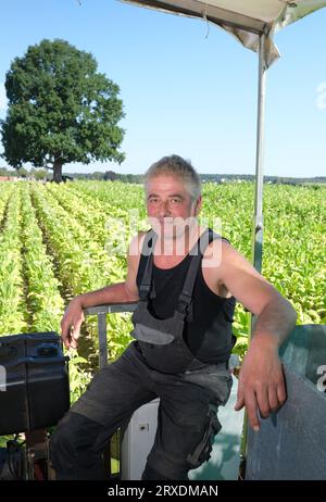 Langenleuba Niederhain, Deutschland. September 2023. Landwirt Jens Vogel an einer Erntemaschine auf einem Feld im Altenburger Land. Er ist Thüringens letzter Tabakbauer. (An dpa "Deutschland statt Kuba: Wie die letzten Tabakbauern abschneiden") Credit: Sebastian Willnow/dpa/Alamy Live News Stockfoto