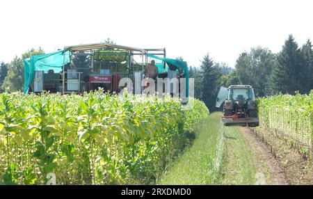 Langenleuba Niederhain, Deutschland. September 2023. Ein Erntemaschine arbeitet auf einem Tabakfeld im Altenburger Land. Das Land wird von Jens Vogel bewirtschaftet, dem letzten thüringischen Tabakbauern. (An dpa "Deutschland statt Kuba: Wie die letzten Tabakbauern abschneiden") Credit: Sebastian Willnow/dpa/Alamy Live News Stockfoto