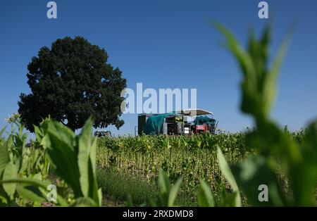 Langenleuba Niederhain, Deutschland. September 2023. Ein Erntemaschine arbeitet auf einem Tabakfeld im Altenburger Land. Das Land wird von Jens Vogel bewirtschaftet, dem letzten thüringischen Tabakbauern. (An dpa "Deutschland statt Kuba: Wie die letzten Tabakbauern abschneiden") Credit: Sebastian Willnow/dpa/Alamy Live News Stockfoto