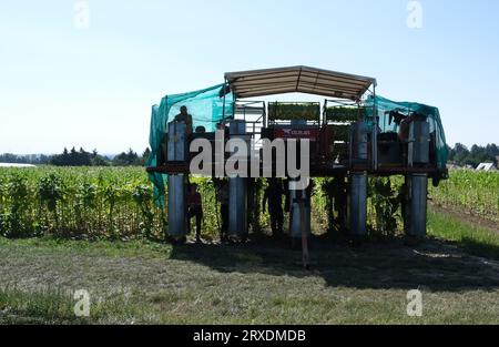 Langenleuba Niederhain, Deutschland. September 2023. Ein Erntemaschine arbeitet auf einem Tabakfeld im Altenburger Land. Das Land wird von Jens Vogel bewirtschaftet, dem letzten thüringischen Tabakbauern. (An dpa "Deutschland statt Kuba: Wie die letzten Tabakbauern abschneiden") Credit: Sebastian Willnow/dpa/Alamy Live News Stockfoto