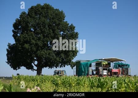 Langenleuba Niederhain, Deutschland. September 2023. Ein Erntemaschine arbeitet auf einem Tabakfeld im Altenburger Land. Das Land wird von Jens Vogel bewirtschaftet, dem letzten thüringischen Tabakbauern. (An dpa "Deutschland statt Kuba: Wie die letzten Tabakbauern abschneiden") Credit: Sebastian Willnow/dpa/Alamy Live News Stockfoto