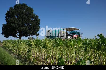 Langenleuba Niederhain, Deutschland. September 2023. Ein Erntemaschine arbeitet auf einem Tabakfeld im Altenburger Land. Das Land wird von Jens Vogel bewirtschaftet, dem letzten thüringischen Tabakbauern. (An dpa "Deutschland statt Kuba: Wie die letzten Tabakbauern abschneiden") Credit: Sebastian Willnow/dpa/Alamy Live News Stockfoto