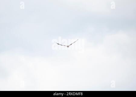 Osprey (Pandion haliaetus) fliegt an weißen, flauschigen Wolken vorbei Stockfoto